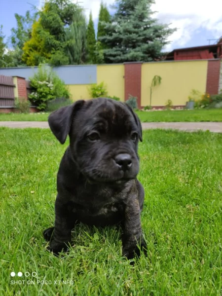 Stafordšírský bulteriér