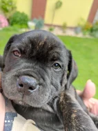 Stafordšírský bulteriér