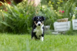 Border Kolie krátkosrstá s PP