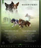 Border Kolie krátkosrstá s PP