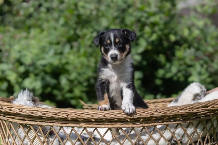 Border Kolie krátkosrstá s PP