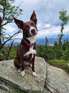 Border Kolie krátkosrstá s PP