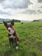 Border Kolie krátkosrstá s PP