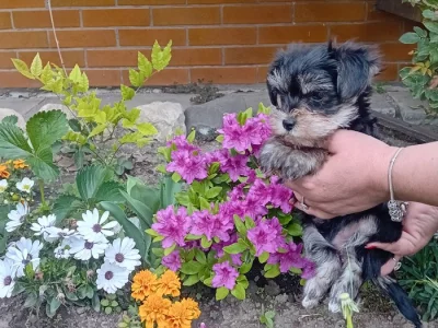 Štěňátko jorkšíra pejsek