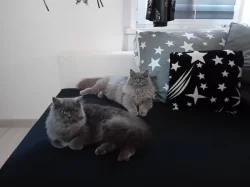 Britská dlouhosrstá koťátka