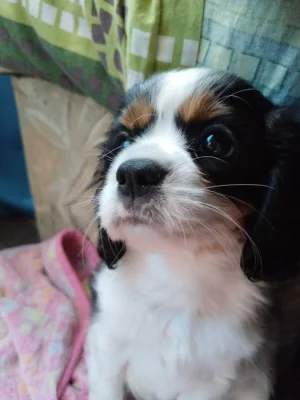 kavalír king charles španěl