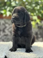 Prodám černé štěně Flat coated retrievera