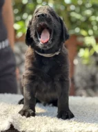 Prodám černé štěně Flat coated retrievera