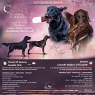 Prodám černé štěně Flat coated retrievera