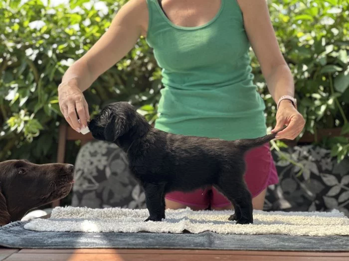 Prodám černé štěně Flat coated retrievera