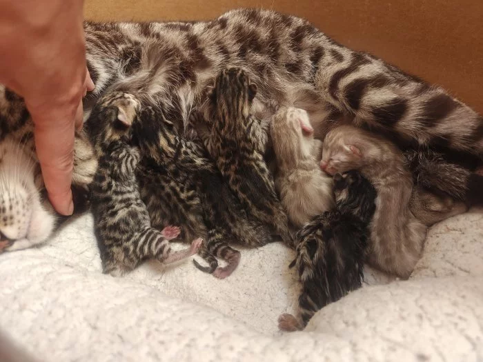 🐆 Bengálská koťata s PP – vrh červen 2025