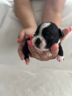 Bostonský teriér s PP