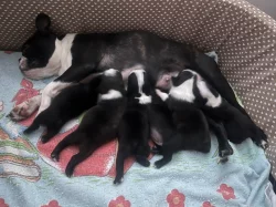 Bostonský teriér s PP