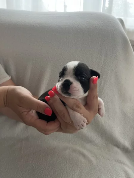 Bostonský teriér s PP