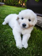 Štěňátka Slovenský čuvač