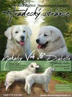 Štěňátka Slovenský čuvač