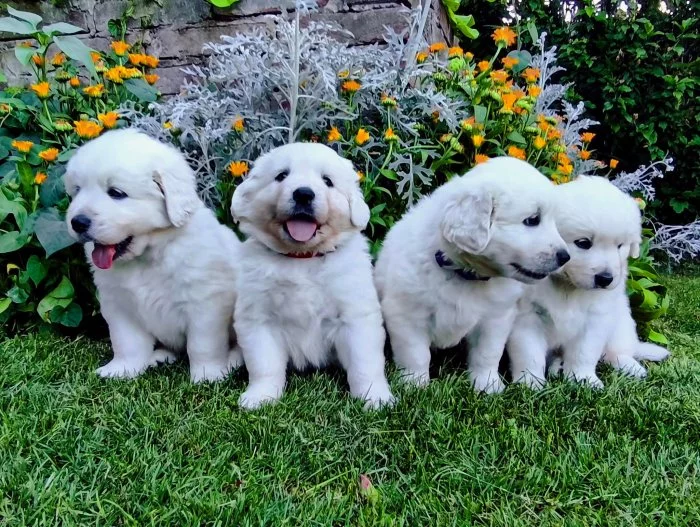 Štěňátka Slovenský čuvač