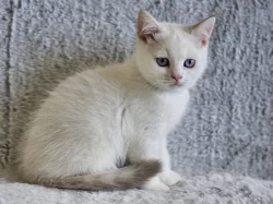 Britská colourpoint koťátka s PP