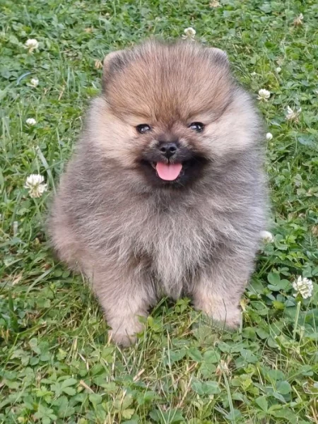 Nabízím štěňata pomeraniana s PP.