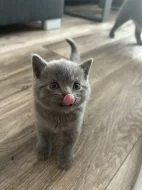 Britská koťátka bez PP