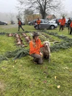 Výmarský ohař krátkosrstý - štěňátka s PP