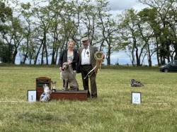 Výmarský ohař krátkosrstý - štěňátka s PP