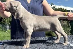 Výmarský ohař krátkosrstý - štěňátka s PP