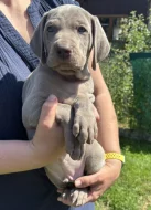 Výmarský ohař krátkosrstý - štěňátka s PP