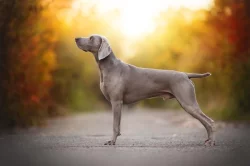 Výmarský ohař krátkosrstý - štěňátka s PP