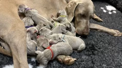 Výmarský ohař krátkosrstý - štěňátka s PP