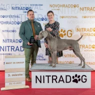 Výmarský ohař krátkosrstý - štěňátka s PP