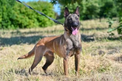 Belgický ovčák malinois
