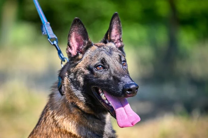Belgický ovčák malinois