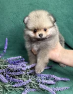 Štěňata pomeraniana