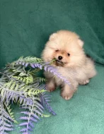 Štěňata pomeraniana