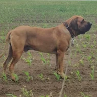 Brazilská fila, štěňata s PP