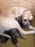 Brazilská fila, štěňata s PP