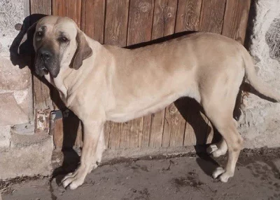 Brazilská fila, štěňata s PP