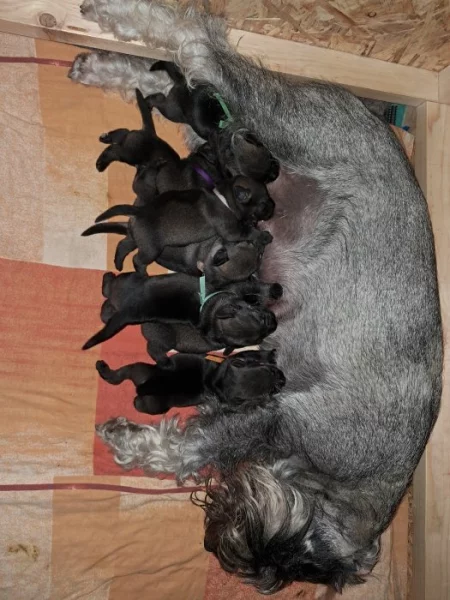 Knírač střední pepř a sůl