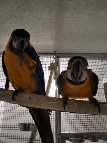 Koupím ara araraunu