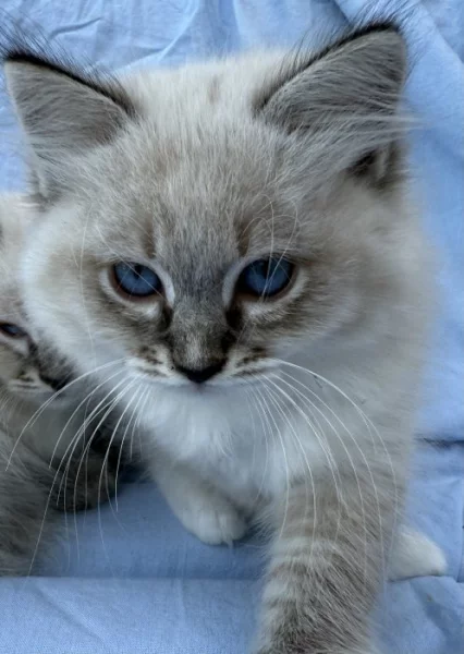 Ragdoll koťátka s PP