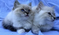Ragdoll koťátka s PP