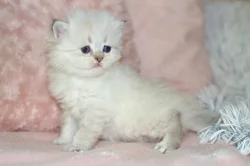 Britská koťátka s PP