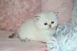 Britská koťátka s PP