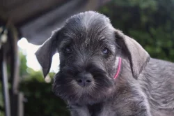 Knírač střední pepř a sůl