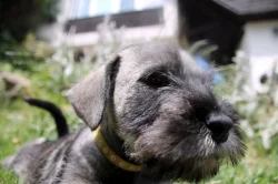 Knírač střední pepř a sůl