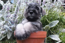 Knírač střední pepř a sůl