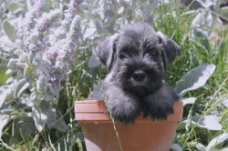 Knírač střední pepř a sůl