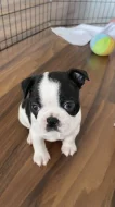 Bostonsky terrier