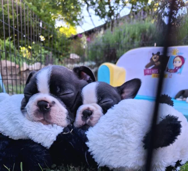 Bostonsky terrier